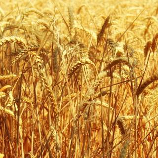Cool wheat wallpaper
