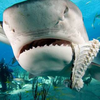 Cool shark wallpaper