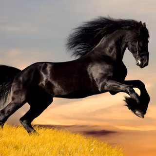 Horses computer wallpaper