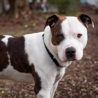 Pitbull desktop wallpaper