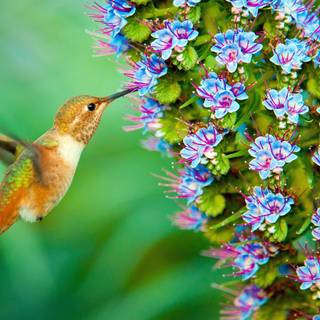 Flowers ands birds wallpaper