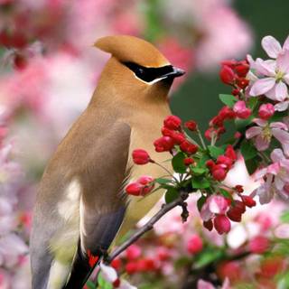 Flowers ands birds wallpaper