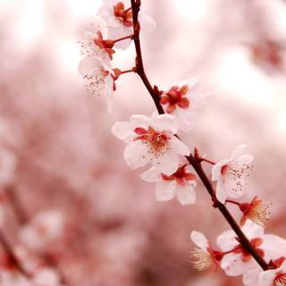 Anime love cherry blossom wallpaper