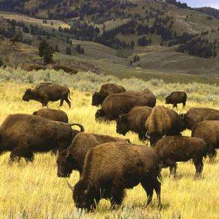 Buffalo desktop computer wallpaper