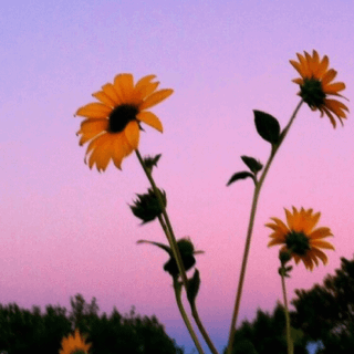 Aesthetic sunflower wallpaper