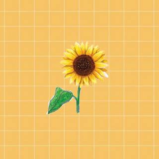 Aesthetic sunflower wallpaper
