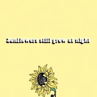Aesthetic sunflower wallpaper