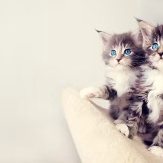 Kittens Valentines wallpaper