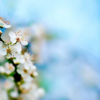 Hd spring photography wallpaper