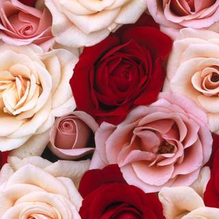 Computer roses wallpaper