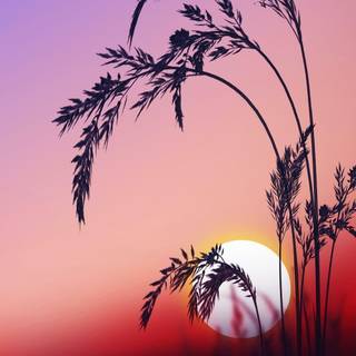 Aesthetic sunrise wallpaper