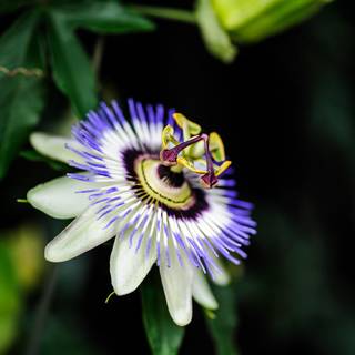 Passion Hd phone wallpaper