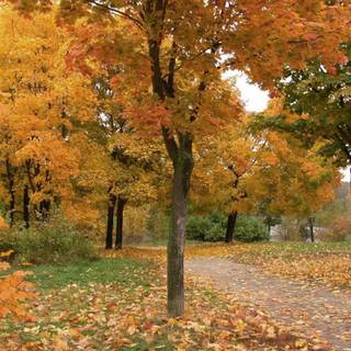 Full Screen Hd desktop wallpaper