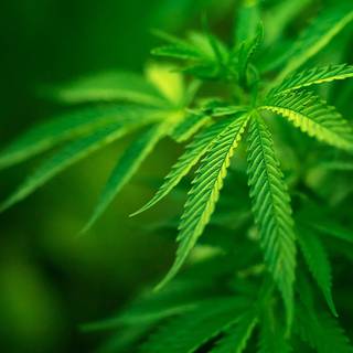 Free marijuana wallpaper