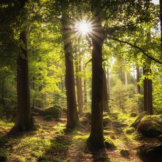 Trees Ultra HD wallpaper