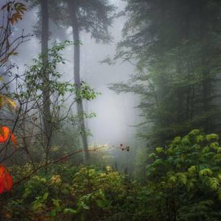 Trees Ultra HD wallpaper