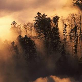 Fog sunset wallpaper