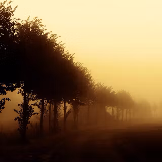 Fog sunset wallpaper