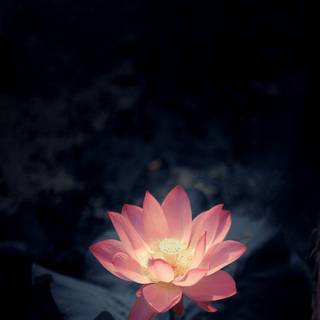Jio mobile flower wallpaper