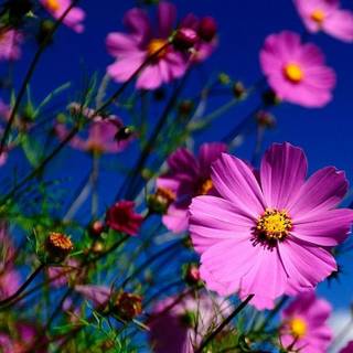 720x1280 Android wallpaper