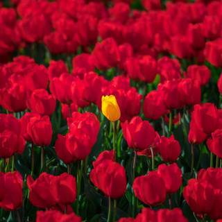 Red tulips wallpaper