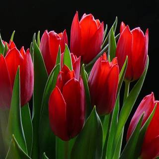 Red tulips wallpaper