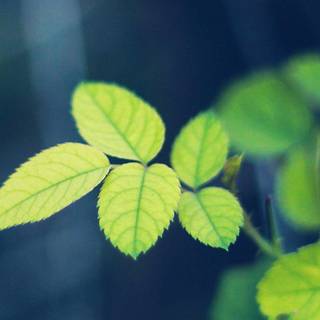 Greenish iPhone wallpaper