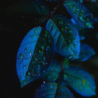 Blue leaf iPhone wallpaper