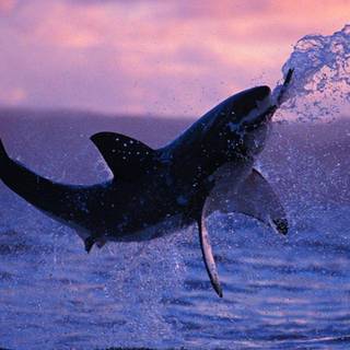 Hd shark desktop wallpaper