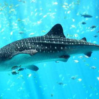 Hd shark desktop wallpaper