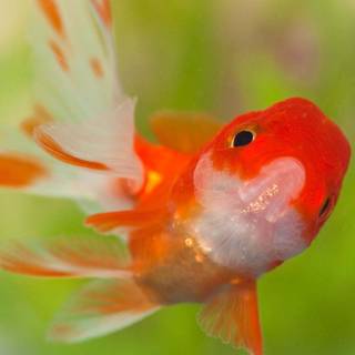 Gold Fish HD wallpaper