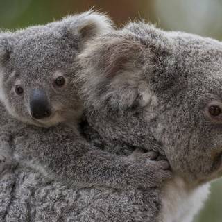 Koala desktop wallpaper