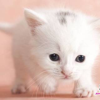 Cutest thing ever wallpaper