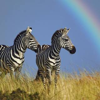 Maasai Mara wallpaper