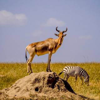 Maasai Mara wallpaper