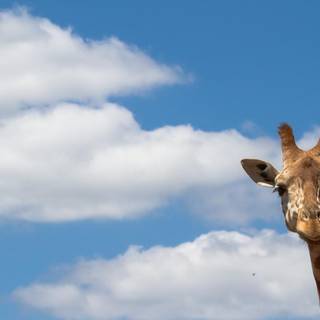 Valentines giraffe wallpaper