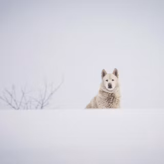 Husky puppy winter wallpaper