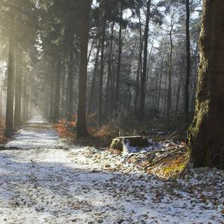 Forest trail wallpaper