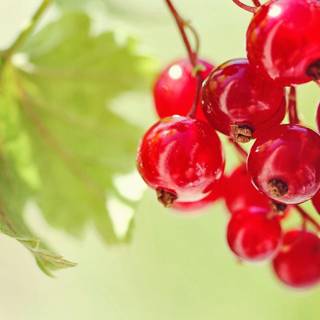 Desktop fruit wallpaper