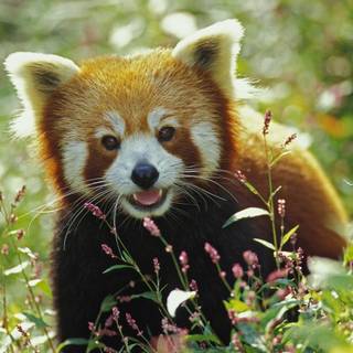 Red panda patterns wallpaper