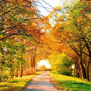 Road to scenery wallpaper