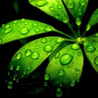 Green flowers wallpaper