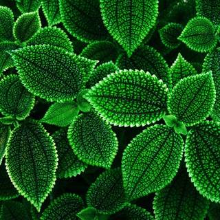 Green flowers wallpaper