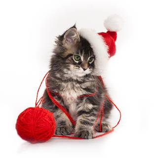 Cute Christmas cats wallpaper