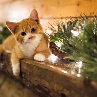 Cute Christmas cats wallpaper