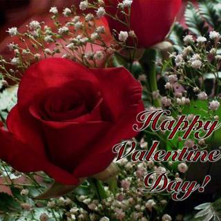 Valentine Day rose wallpaper