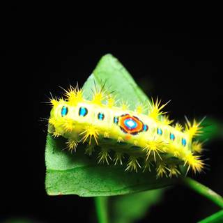 Green caterpillar macro wallpaper