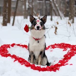 Valentine's Day puppy wallpaper