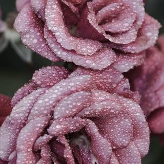Frost roses wallpaper