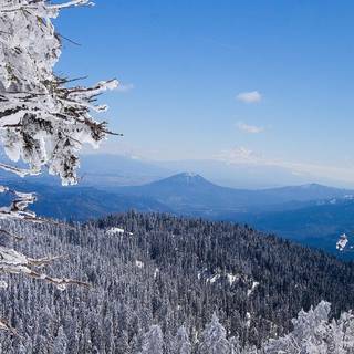Winter forest wallpaper
